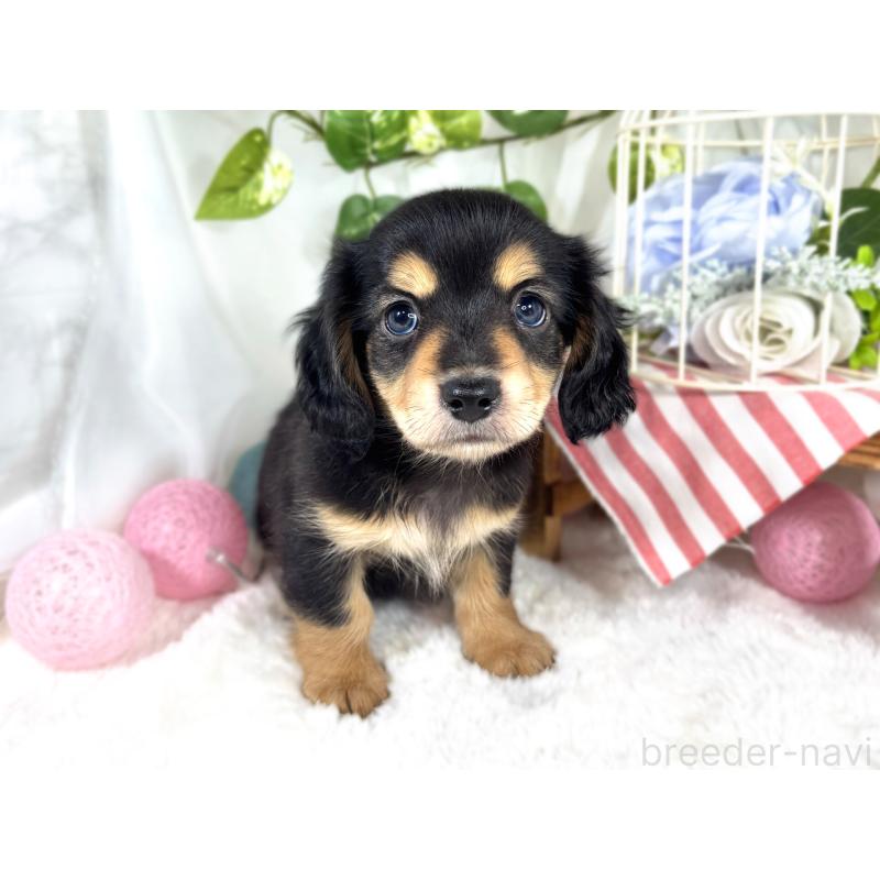 成約済の滋賀県のチワックス:チワワ×ミニチュアダックスフンド-421927の4枚目