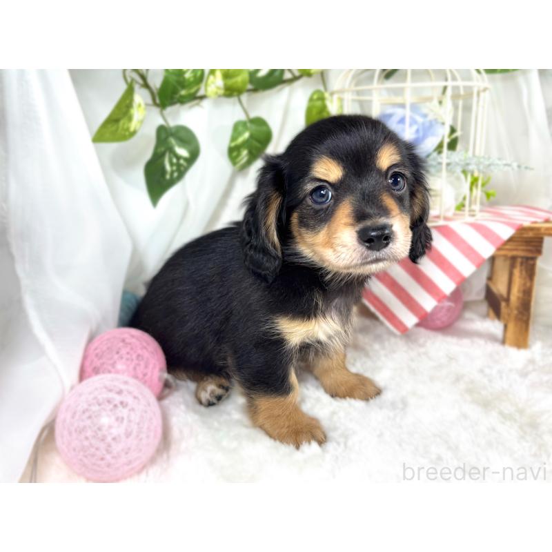 成約済の滋賀県のチワックス:チワワ×ミニチュアダックスフンド-421927の3枚目