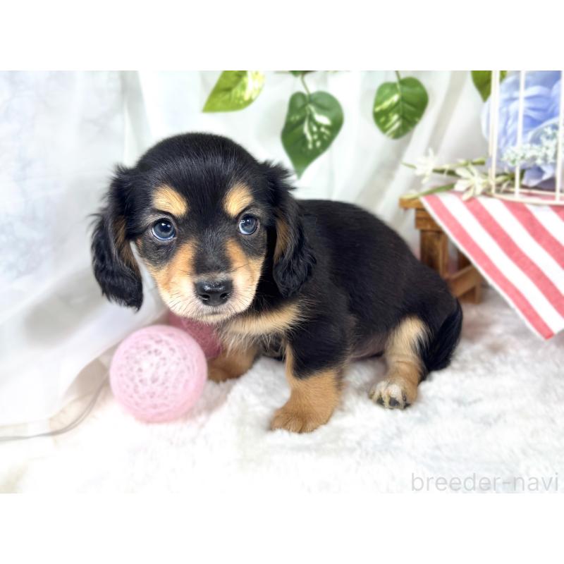 成約済の滋賀県のチワックス:チワワ×ミニチュアダックスフンド-421927の2枚目