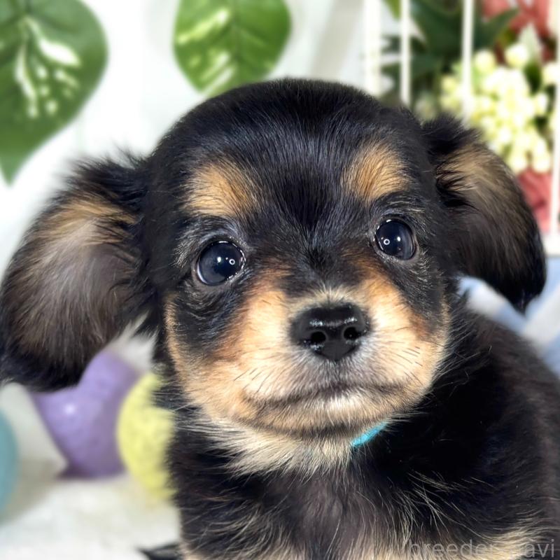 販売中の滋賀県のチワックス:チワワ×ミニチュアダックスフンド-421928