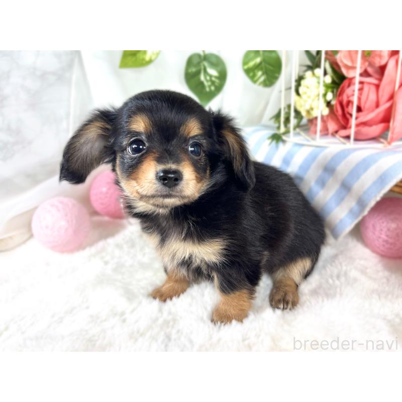 成約済の滋賀県のチワックス:チワワ×ミニチュアダックスフンド-421928の3枚目