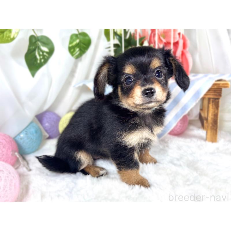 成約済の滋賀県のチワックス:チワワ×ミニチュアダックスフンド-421928の2枚目