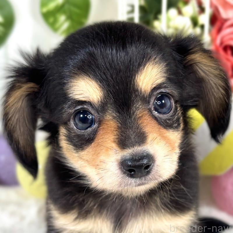 販売中の滋賀県のチワックス:チワワ×ミニチュアダックスフンド-421929