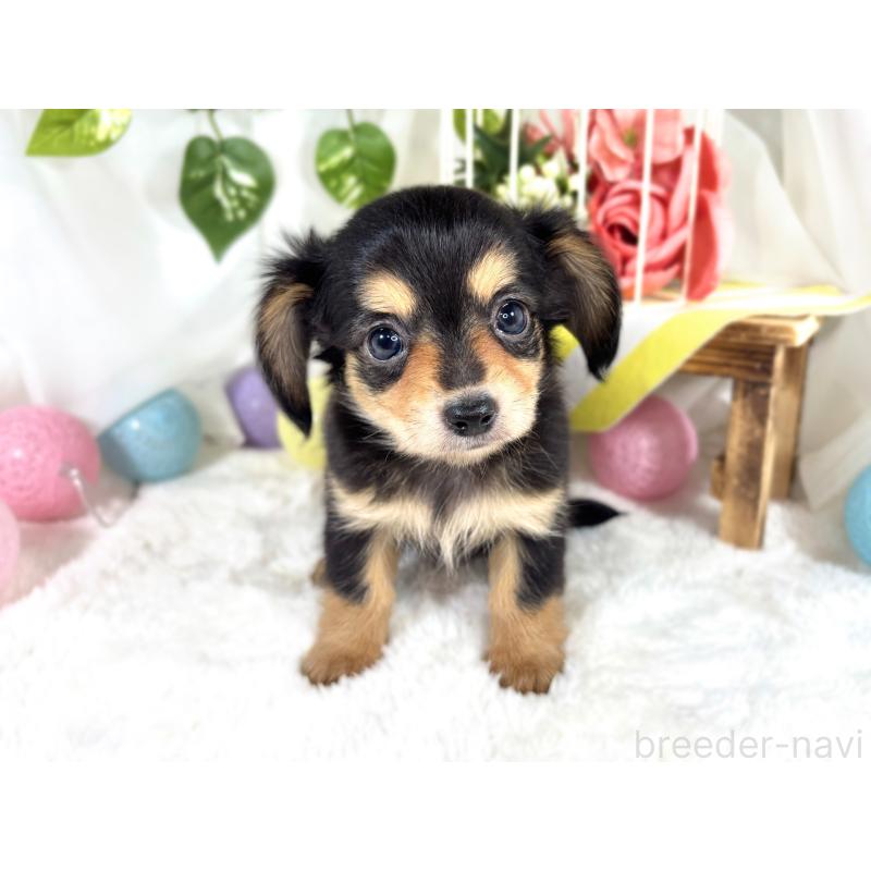 成約済の滋賀県のチワックス:チワワ×ミニチュアダックスフンド-421929の4枚目