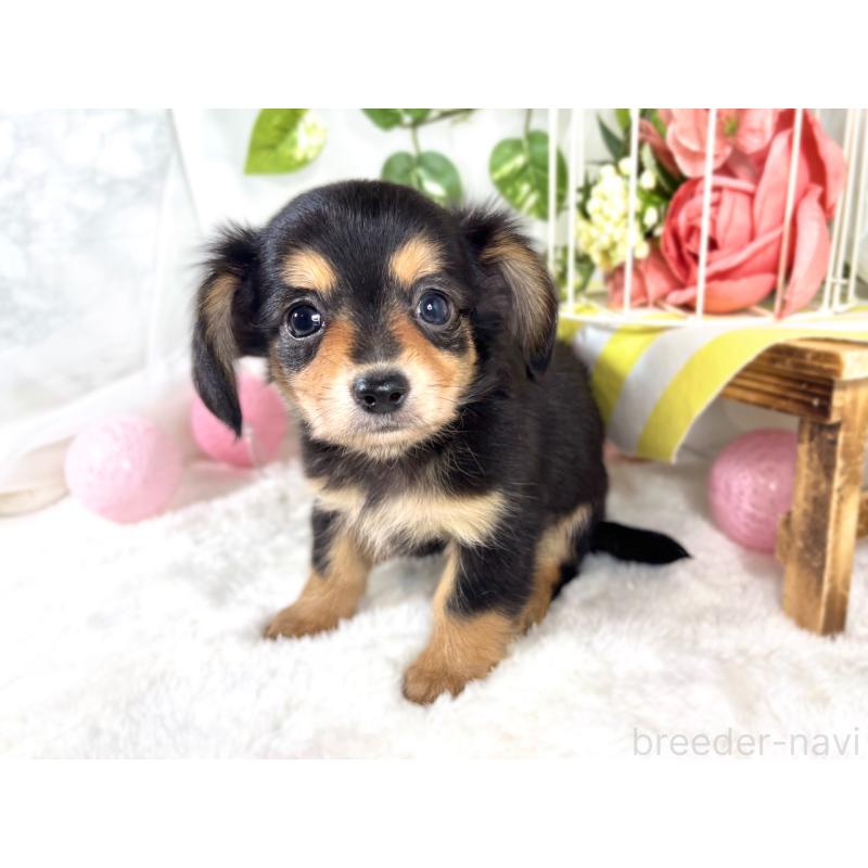 成約済の滋賀県のチワックス:チワワ×ミニチュアダックスフンド-421929の3枚目