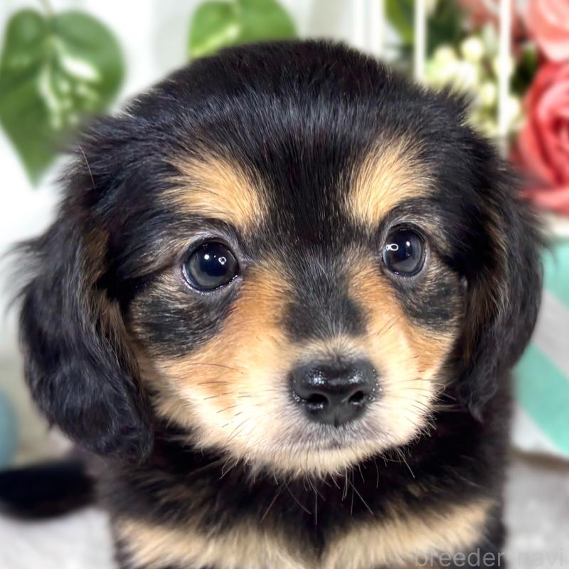 販売中の滋賀県のチワックス:チワワ×ミニチュアダックスフンド-421930