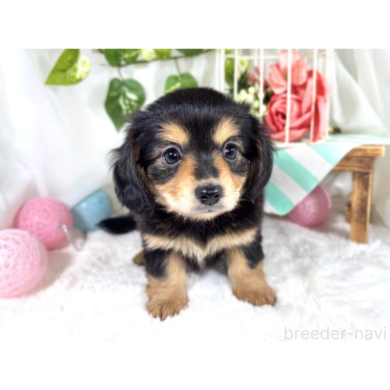 成約済の滋賀県のチワックス:チワワ×ミニチュアダックスフンド-421930の4枚目