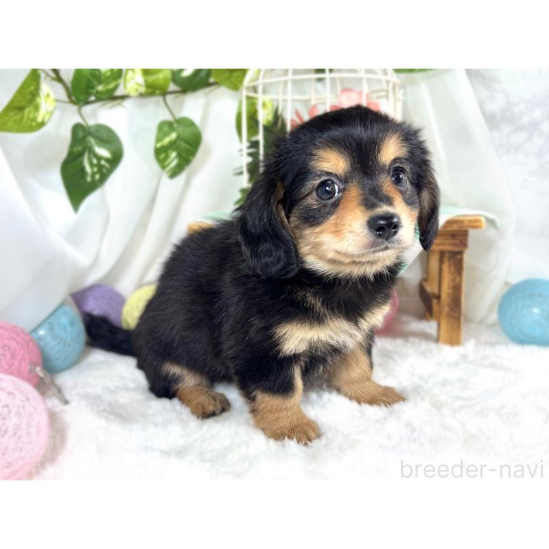 成約済の滋賀県のチワックス:チワワ×ミニチュアダックスフンド-421930の3枚目