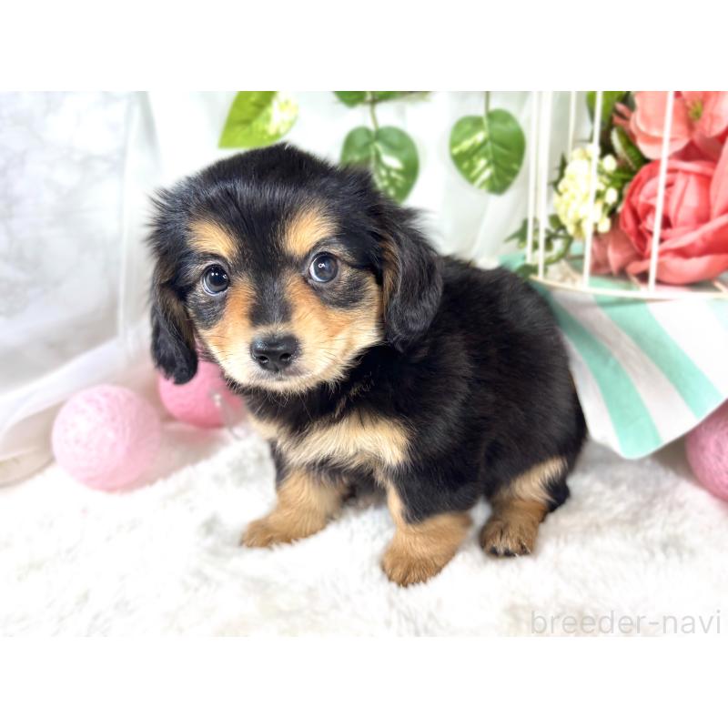 成約済の滋賀県のチワックス:チワワ×ミニチュアダックスフンド-421930の2枚目