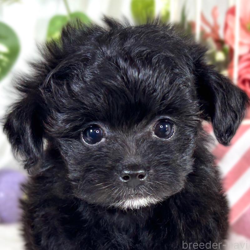 販売中の滋賀県のチワプー:チワワ×トイプードル-421931