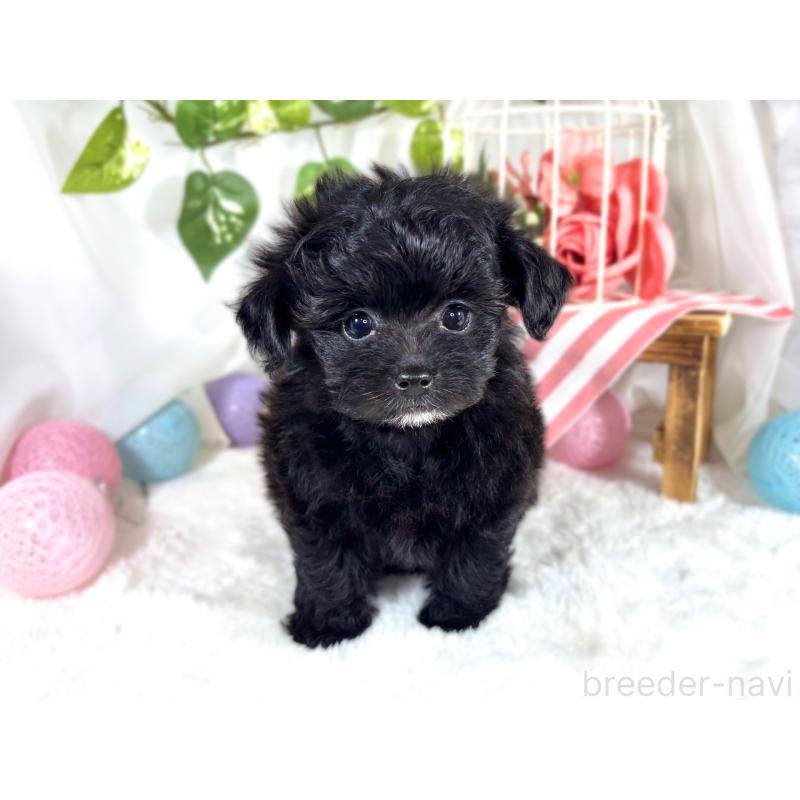 成約済の滋賀県のチワプー:チワワ×トイプードル-421931の4枚目