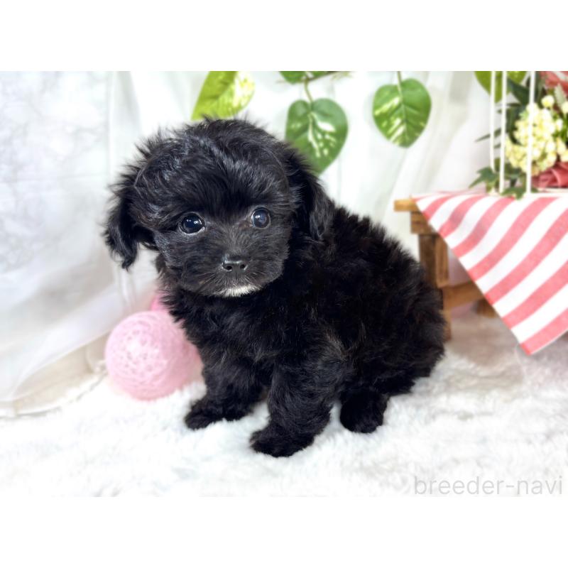 成約済の滋賀県のチワプー:チワワ×トイプードル-421931の3枚目