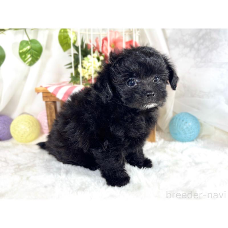 成約済の滋賀県のチワプー:チワワ×トイプードル-421931の2枚目