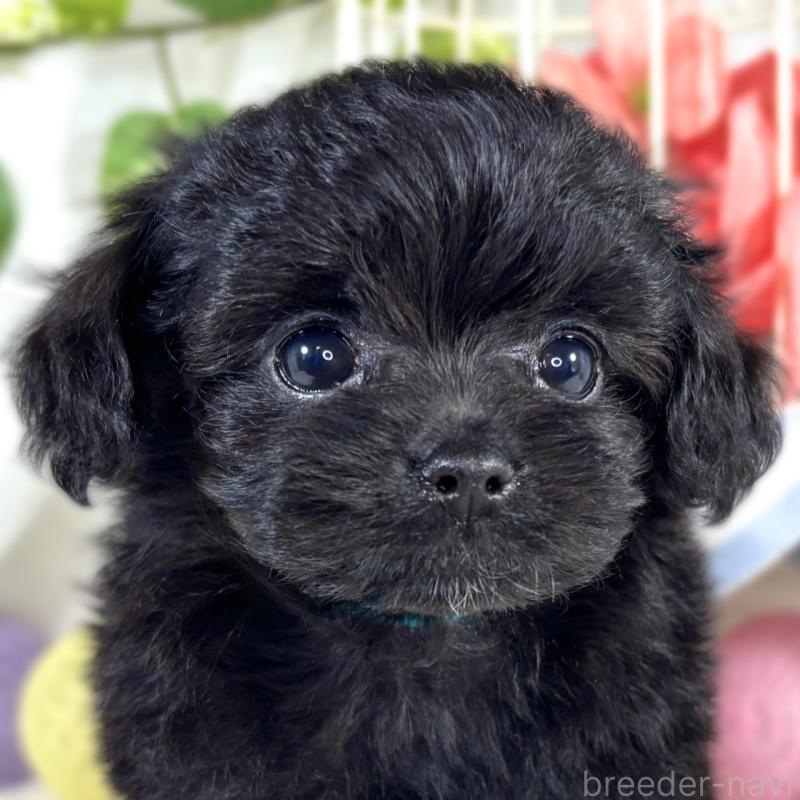 販売中の滋賀県のチワプー:チワワ×トイプードル-421932