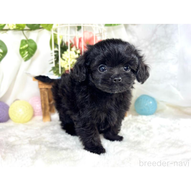 成約済の滋賀県のチワプー:チワワ×トイプードル-421932の3枚目