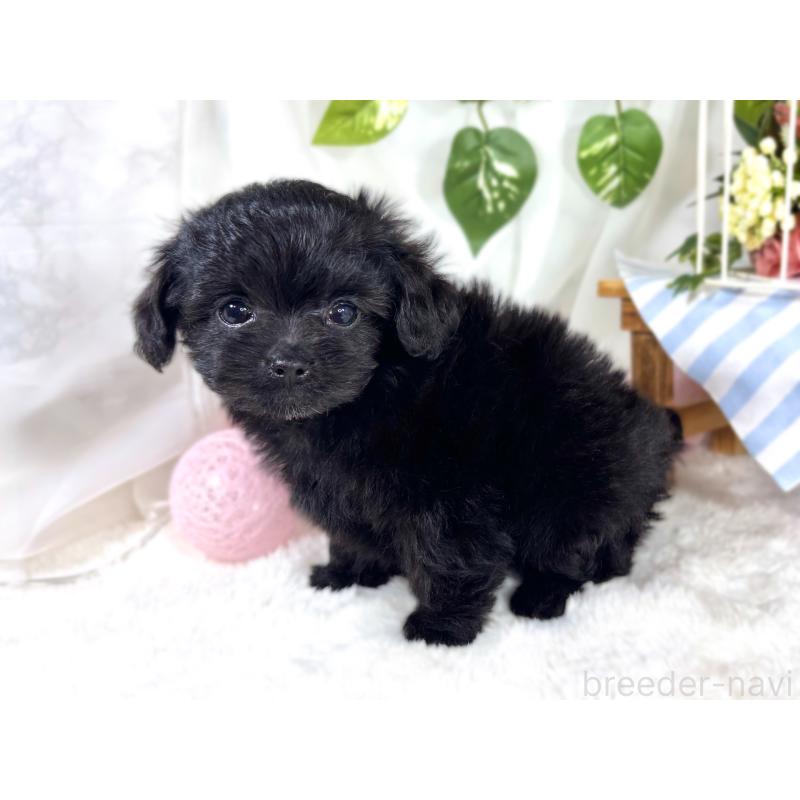 成約済の滋賀県のチワプー:チワワ×トイプードル-421932の2枚目