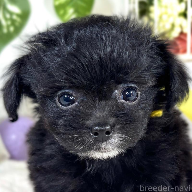 販売中の滋賀県のチワプー:チワワ×トイプードル-421933