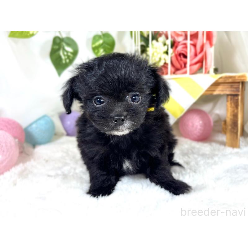 成約済の滋賀県のチワプー:チワワ×トイプードル-421933の4枚目