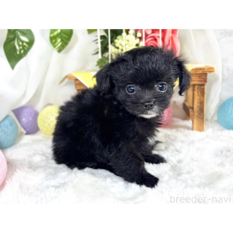 成約済の滋賀県のチワプー:チワワ×トイプードル-421933の3枚目