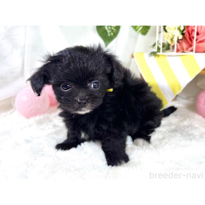 成約済の滋賀県のチワプー:チワワ×トイプードル-421933の2枚目