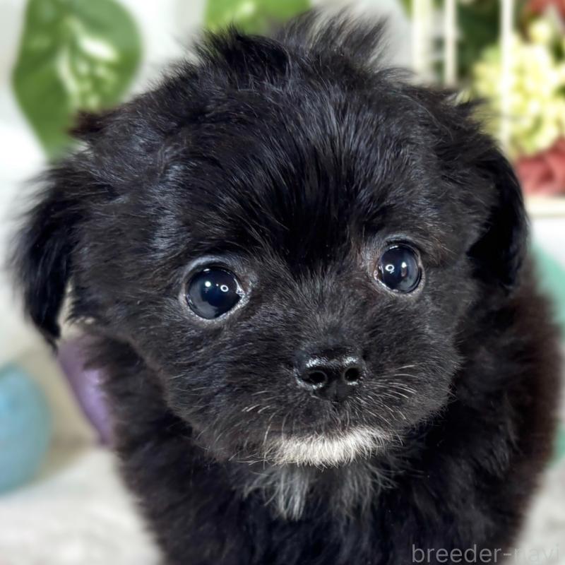 販売中の滋賀県のチワプー:チワワ×トイプードル-421934