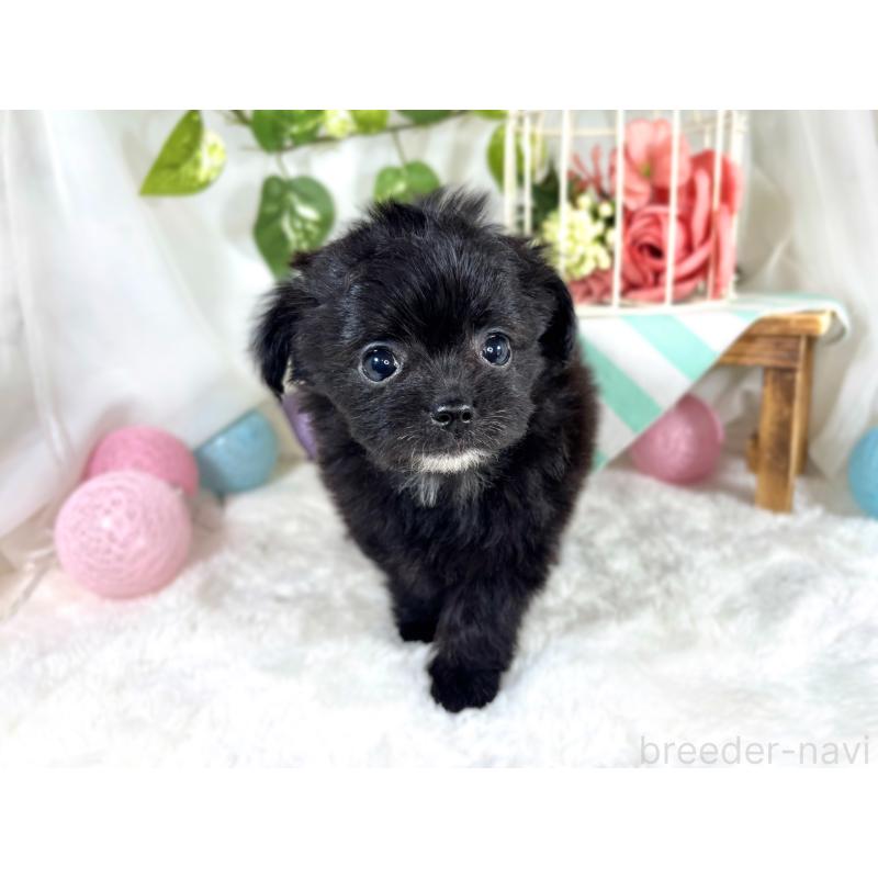 成約済の滋賀県のチワプー:チワワ×トイプードル-421934の4枚目