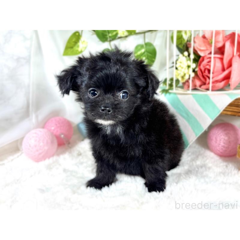 成約済の滋賀県のチワプー:チワワ×トイプードル-421934の3枚目