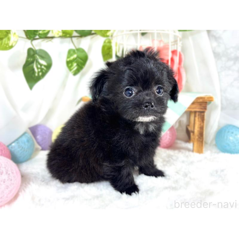 成約済の滋賀県のチワプー:チワワ×トイプードル-421934の2枚目