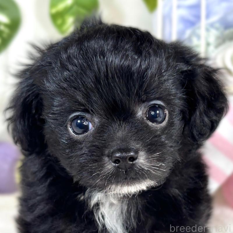 販売中の滋賀県のチワプー:チワワ×トイプードル-421936