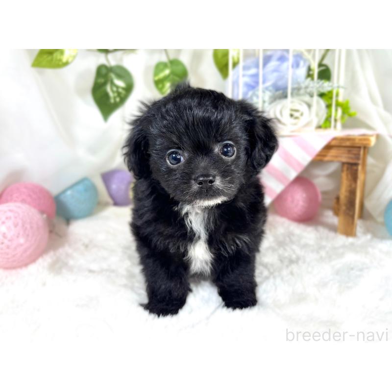 成約済の滋賀県のチワプー:チワワ×トイプードル-421936の4枚目