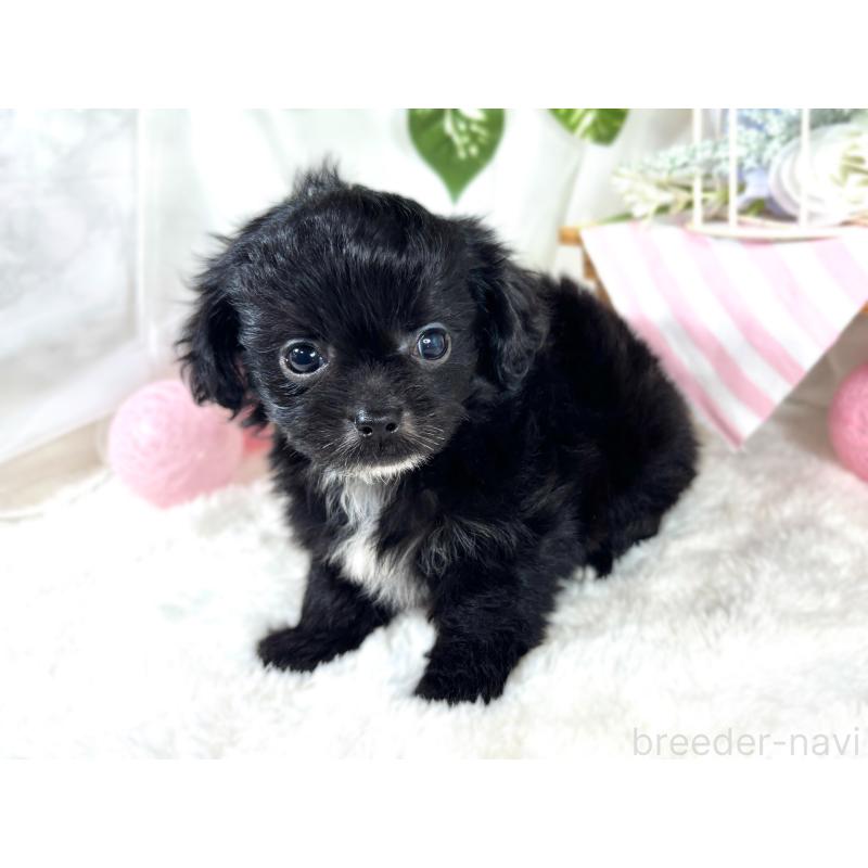 成約済の滋賀県のチワプー:チワワ×トイプードル-421936の3枚目