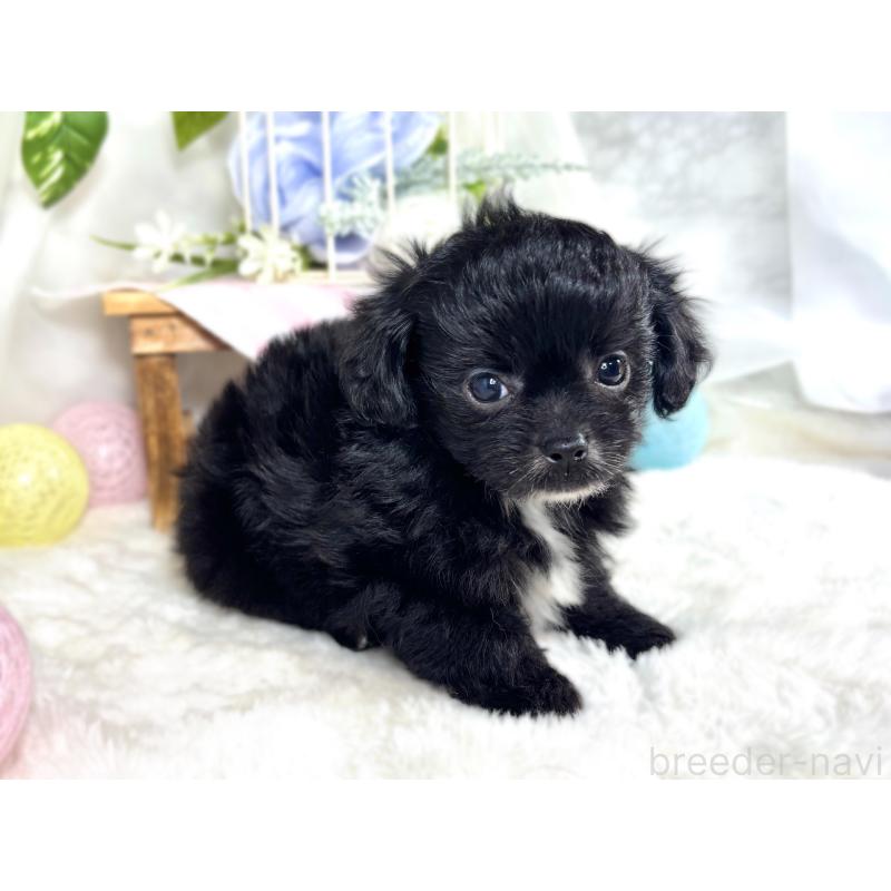 成約済の滋賀県のチワプー:チワワ×トイプードル-421936の2枚目