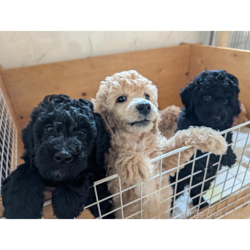 販売中の千葉県のミディアムプードル-418970の8枚目