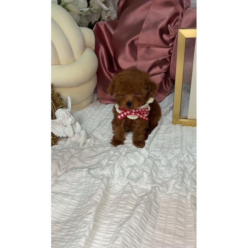 販売中の大阪府のティーカッププードル-411064の3枚目