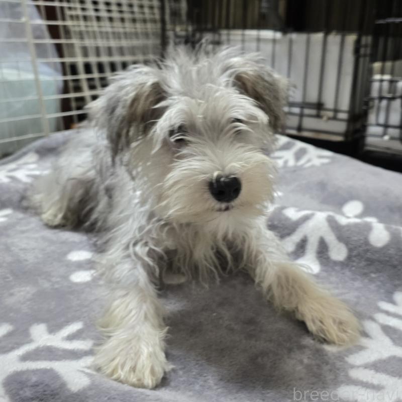 販売中の岡山県のミニチュアシュナウザー-394060