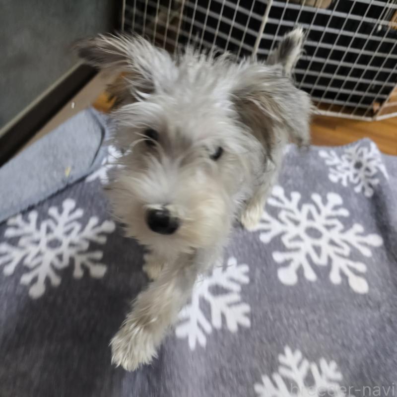販売中の岡山県のミニチュアシュナウザー-394060の3枚目