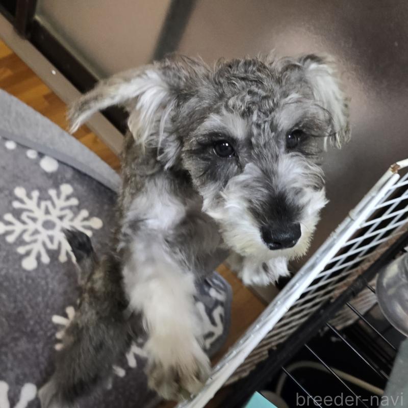 販売中の岡山県のミニチュアシュナウザー-393947