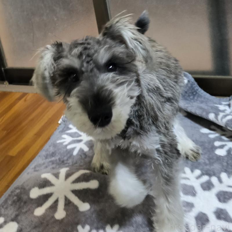 成約済の岡山県のミニチュアシュナウザー-393947の2枚目