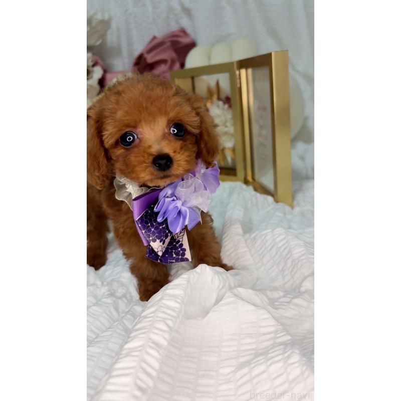 販売中の大阪府のティーカッププードル-411062の10枚目