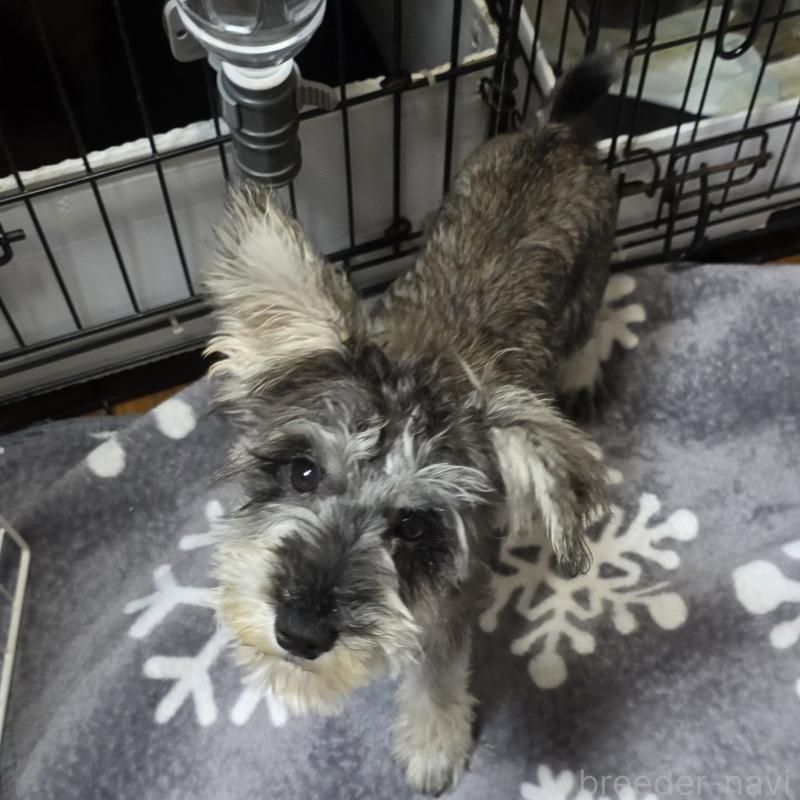 販売中の岡山県のミニチュアシュナウザー-393949の6枚目