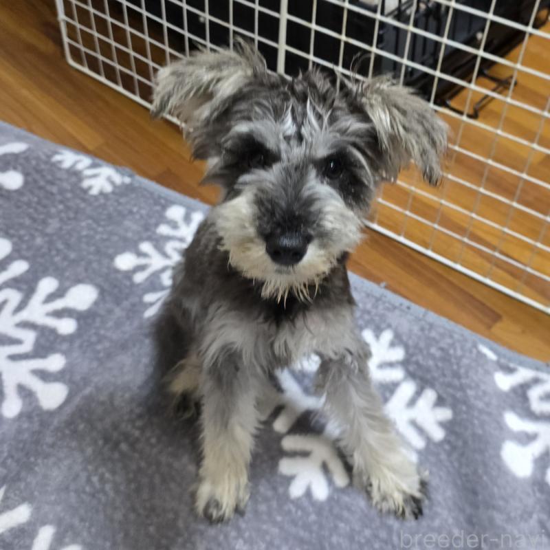 販売中の岡山県のミニチュアシュナウザー-393949