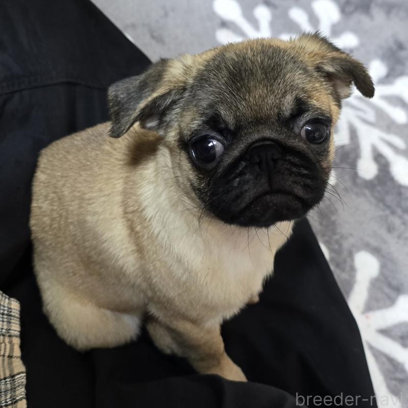 販売中の岡山県のパグ-398042