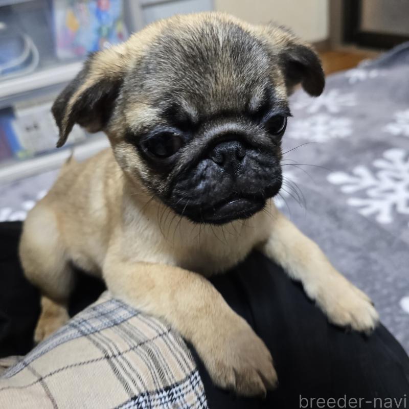 成約済の岡山県のパグ-398042の2枚目