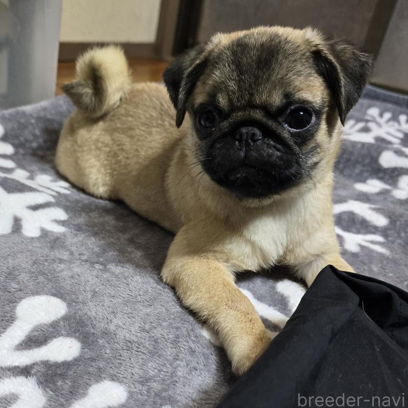 販売中の岡山県のパグ-398043