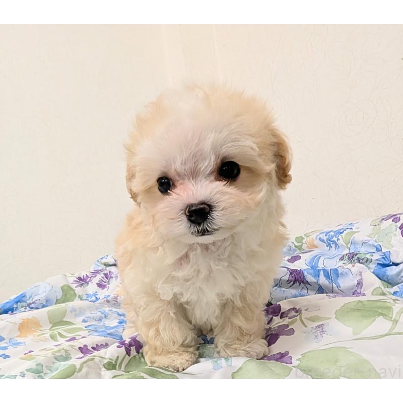 成約済の宮崎県のミックス犬-420820の7枚目