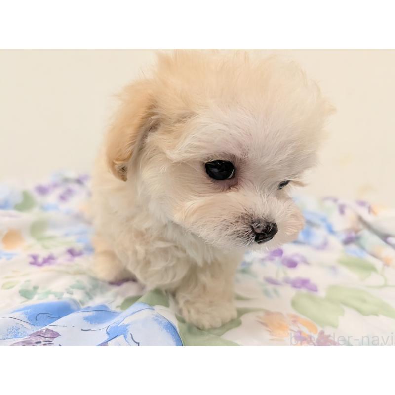 成約済の宮崎県のミックス犬-420820の6枚目