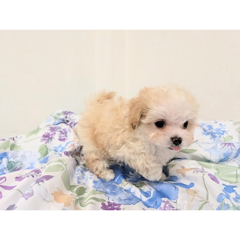 成約済の宮崎県のミックス犬-420820の4枚目