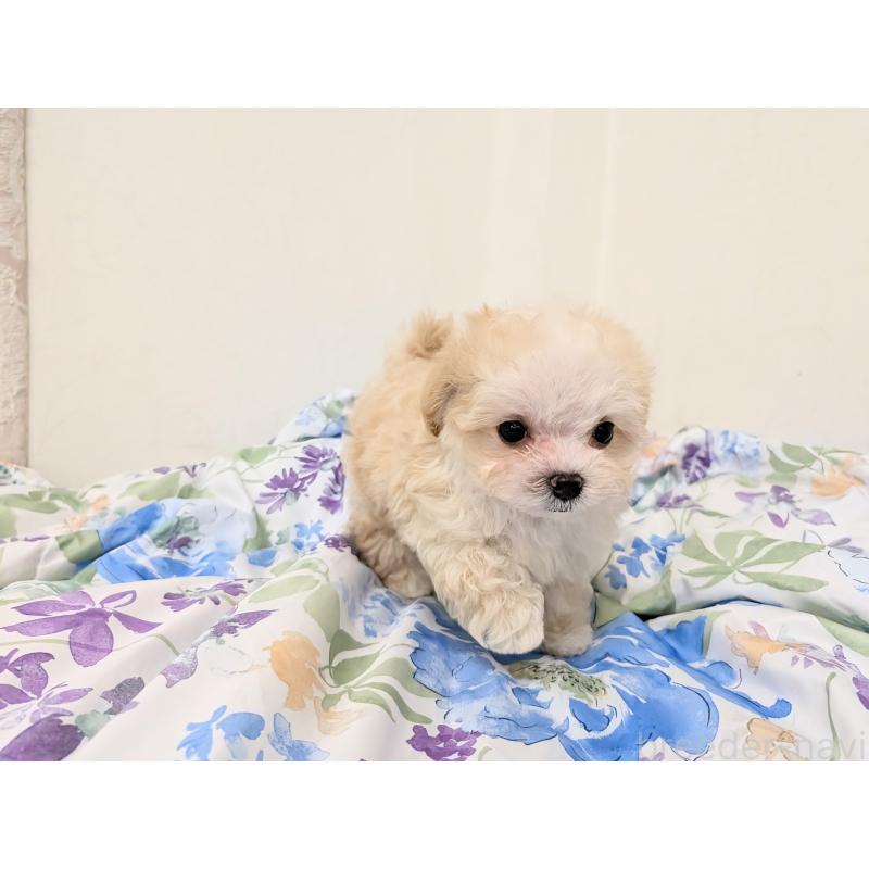 成約済の宮崎県のミックス犬-420820の2枚目