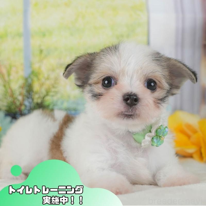 販売中の静岡県のチワマル:チワワ×マルチーズ-423113