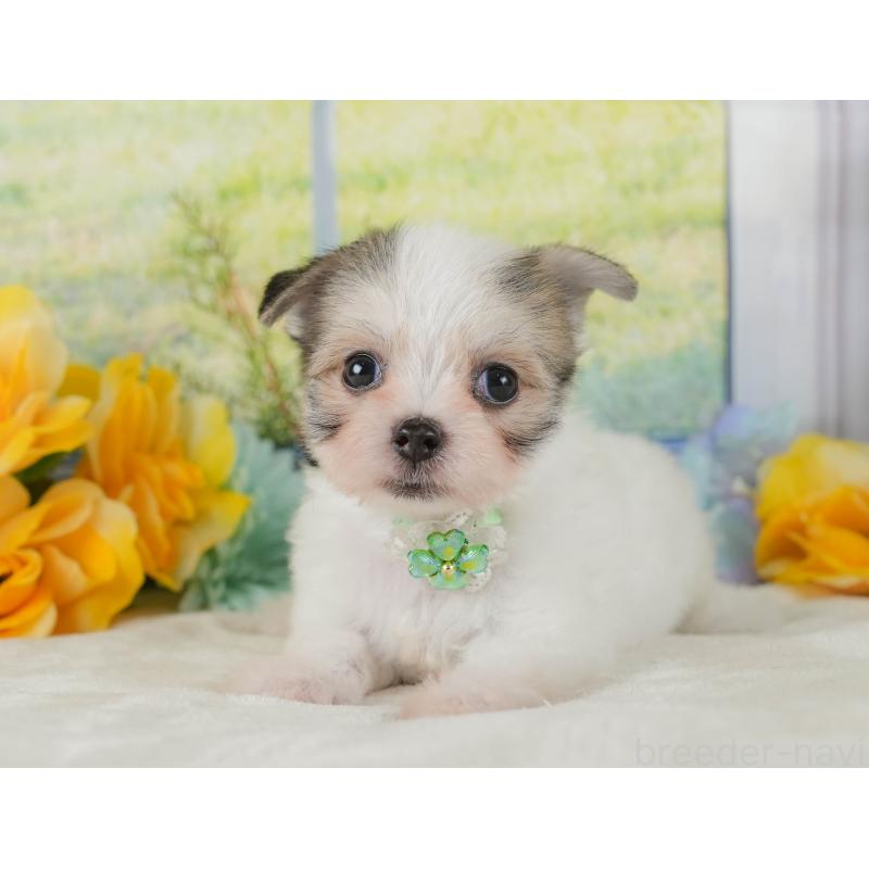 販売中の静岡県のチワマル:チワワ×マルチーズ-423113の9枚目